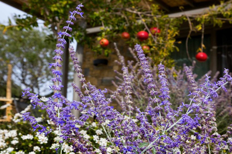 Costa Lagonisi Culinary - Local-herbs